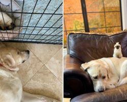 Giant Yellow Labrador Helps Siamese Cat Adjust to Her New Home