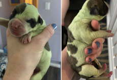 A Bulldog Gives Birth To a Rare Green-furred Puppy