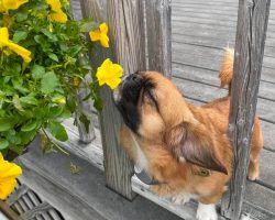 Adorable Pup Insists To Smell Every Flower He Sees