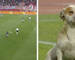 Dog Interrupts Soccer Game Just To Grab Everyone’s Attention To See Him Pee