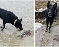 German Shepherd Saved Thousands of Turtles During Snow Storm