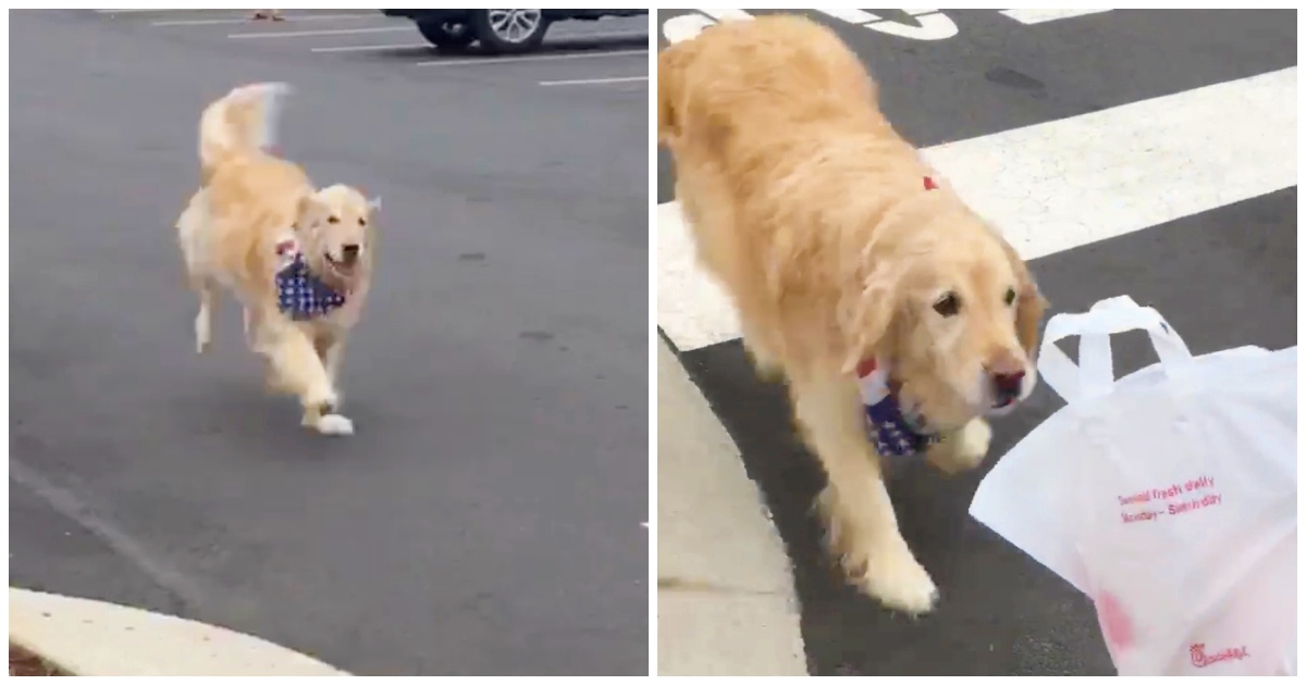 Adorable Video Shows Dog Delivering Chick-fil-A To Its Owner