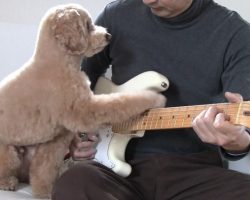 He Starts Playing His Guitar. Now Watch What the Dog Does