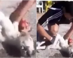 Man Brings Dog Back To Life By Performing CPR