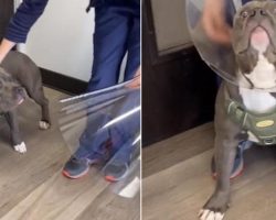 Dog Instantly Freeze As Vets Put Recovery Cone On His Neck