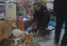 Shop Owner Opens Its Store and Heart to Stray Cats to Avoid Freezing Outside