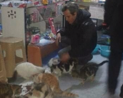 Shop Owner Opens Its Store and Heart to Stray Cats to Avoid Freezing Outside