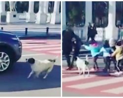 Stray Dog Help Kindergarteners Each Day To Cross The Street Safely