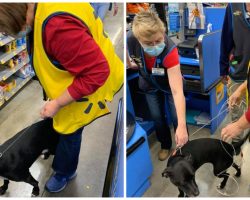 Walmart Cashier Hears Commotion At Store, Looks Up & Sees Her Long Lost Dog