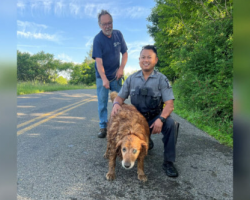 Trooper crawls through narrow drainage pipe to save missing golden retriever