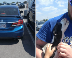 Baseball fans find dog left in hot car outside stadium and save his life