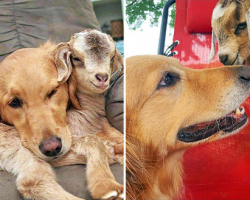 Golden Spends So Much Time With Baby Goats That They Think She’s Their Mom