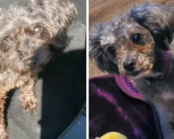 After Saving A Stray Dog, A Woman Discovers That The Animal Eerily Resembles Her Deceased Puppy