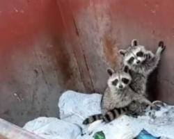 Dog Leads Mom To Trash Can Where She Discovers The Smallest Wild Surprises