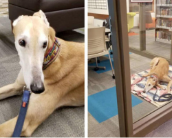 The Dog Arrived At The Library For Story Time, But No One Came To Read To Him