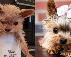 Tiny dog rescued from puppy mill was given six months to live, but defies the odds thanks to family