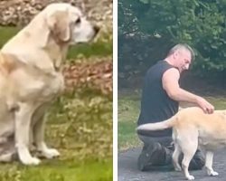 Dog Patiently Waits For Her Favorite Garbage Man To Visit Each Week