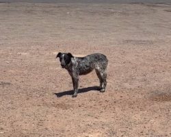 Dog Living Alone In The Middle Of A Busy Highway Is So Happy To Be Safe Now