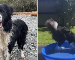 Dog Dies After Splashing Around In A Kiddie Pool