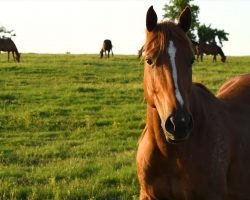 Abused Horse Arrives To A Peaceful Sanctuary After Years Of Suffering