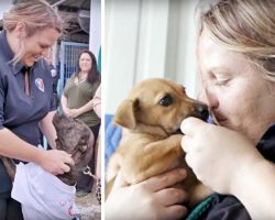 Woman Single-Handedly Lowers Shelter’s Kill-Rate And Saves 565 Dogs