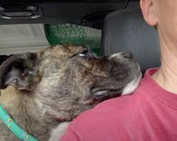 Dog Thanks Her Rescuer For Saving Her Life By Resting Her Head On A Woman’s Shoulder