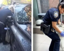 Police Officer Rescues Dog From A Hot Car And Then Adopts Her