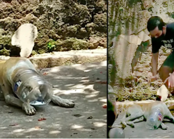 Man Sneaks Up On Dog Whose Head Is Stuck In A Plastic Bottle