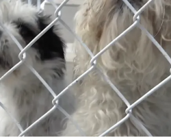 Two Little Dogs Were Abandoned At The Park, And They Didn’t Deserve It At All