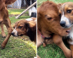 Failed Cattle Dog Decides To Become A New Caregiver Of A Disabled Calf