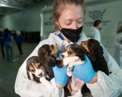 Over 4000 Beagles Were Saved From A Medical Facility, And Now They Are Desperately Needed New Homes