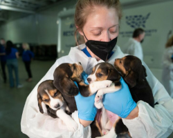 Over 4000 Beagles Were Saved From A Medical Facility, And Now They Desperately Needed New Homes