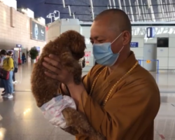 The Life Of A Buddhist Monk Is Dedicated To Rescuing Hundreds Of Stray Canines