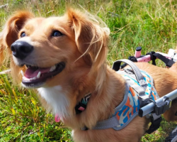 A Cute Dog Racing About In A Pink Wheelchair Begs For A New Home