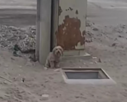 The Dog Howling Next To The Hole Won’t Move Until Someone Looks Inside