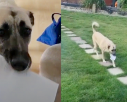 Smart Dog Delivers Important Messages Between Married Couple