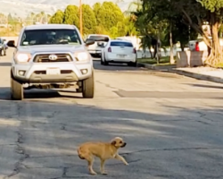 Little Dog Wouldn’t Move From Middle Of Road And Didn’t Run When Approached