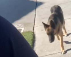 A Stray Dog Decides To Follow A Woman Home Just In Time