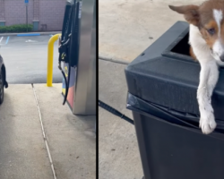 Woman Pulls Into The Gas Station And Finds Puppies In The Trash Can