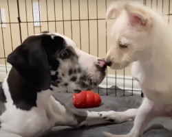 Two-legged puppy was lonely until she met a dog who was ‘just like her’