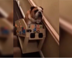 Senior Bulldog Gets His Own Personal Stairlift