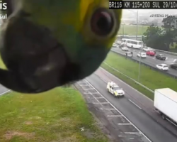 Parrot Keeps Checking In From Highway Traffic Camera