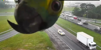 Parrot Hilariously Keeps Checking In From Highway Traffic Camera