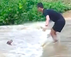 Man Makes Daring Attempt To Rescue Dog From Raging Floodwaters