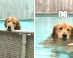 Mom Finds That The Dog Got In The Pool, Tries Telling Him To Get Out