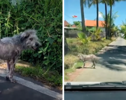 Stray ‘Werewolf Hybrid’ Leads Them A Mile Down The Road, Then Stops And Turns
