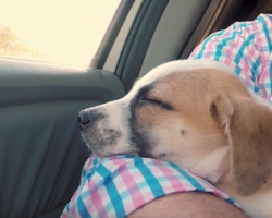 Dad Makes Adopting A Puppy An Event The Family Will Never Forget