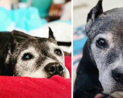 Senior Dog Had One Hour Left When This Family Walked Through The Door