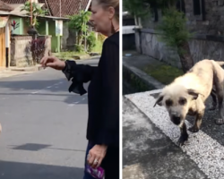 Woman Spots ‘Hyena-Looking Animal’ In The Road And Approaches