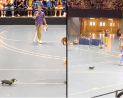Senior Sausage Adorably Comes Up ‘Short’ In Doxie Derby